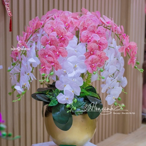 Chậu Hoa Lan Hồ Điệp Cao Su Màu Hồng Mix Trắng Sang Trọng