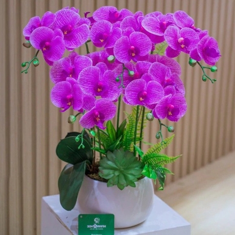 Chậu Hoa Lan Hồ Điệp Màu Tím Để Bàn