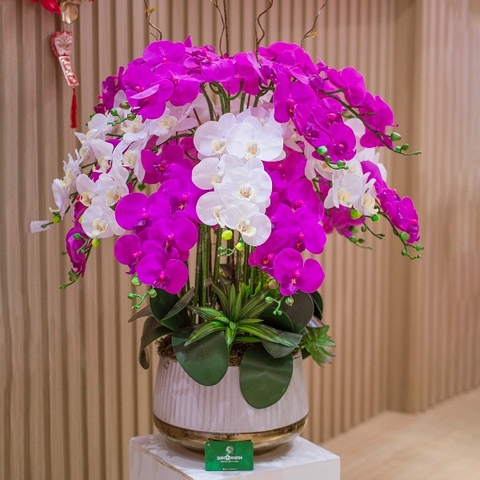 Chậu Hoa Lan Hồ Điệp Màu Tím Mix Lan Trắng
