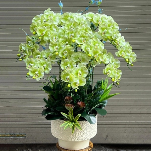 Chậu Hoa Lan Hồ Điệp Cao Su Màu Xanh Cốm Phát Lộc