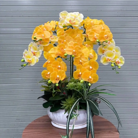 Chậu Hoa Lan Cao Su Non Màu Vàng Tài Lộc