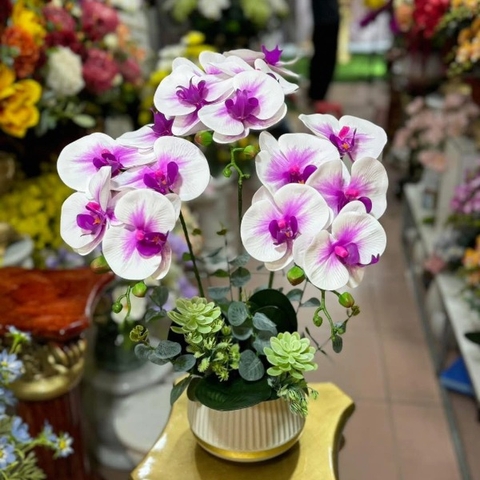 Chậu Lan Hồ Điệp Cao Su Màu Trắng Lõi Tím