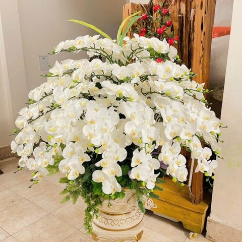 Chậu Lan Hồ Điệp Cao Su Màu Trắng Sang Trọng