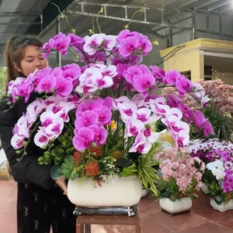 Hoa Lan Hồ Điệp Cao Su Màu Trắng Mix Tím