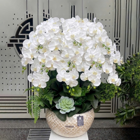 Chậu Hoa Lan Cao Su Non Màu Trắng Thịnh Vượng