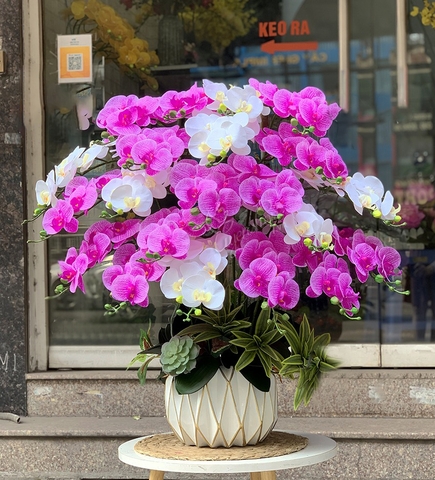 Chậu Hoa Lan Hồ Điệp Màu Tím Trắng