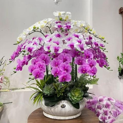 Chậu Lan Cao Su Non Màu Tím Mix Màu Trắng Để Bàn