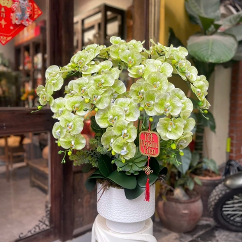 Chậu Hoa Lan Cao Su Non Màu Xanh Cốm