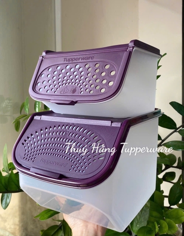 Tupmalay Hộp Đựng Hành Tỏi Thân Trong Nắp Tím (01 Hộp)