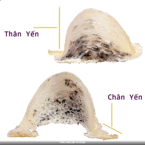Cấu tạo của tổ yến sào?