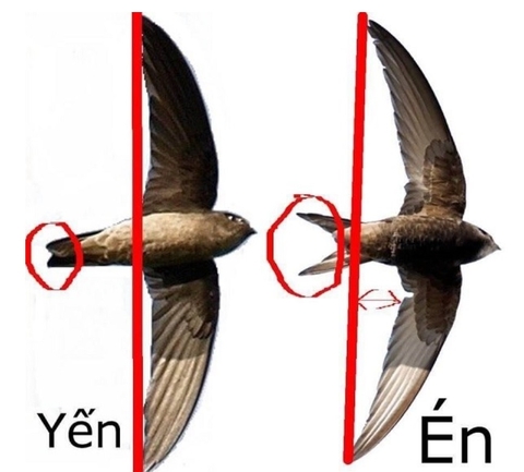 Chim yến và chim én khác nhau như thế nào?