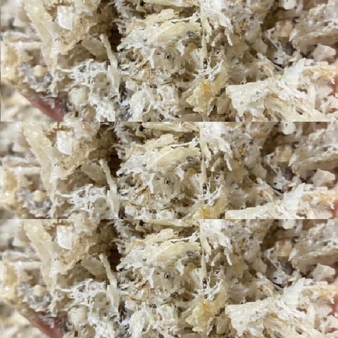 Tổ yến sào vụn thô