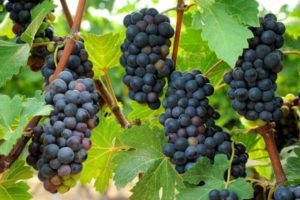 Các giống nho vang nổi tiếng trên thế giới
