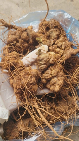 Củ Tam Thất bắc tươi Hà Giang
