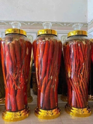 Sâm Cau Đỏ Tây Bắc