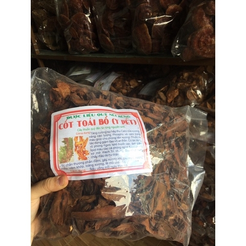 Cốt Toái Bổ (cây Tắc Kè Đá) khô