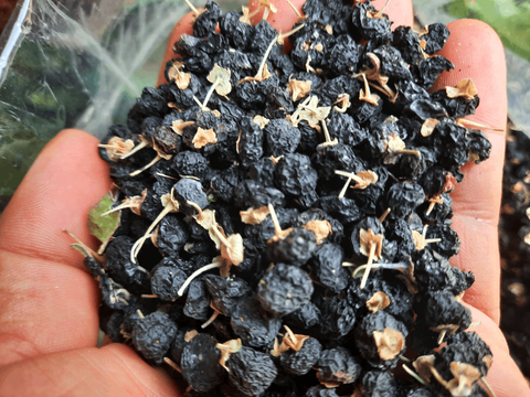 Hắc Kỷ Tử(túi 1kg)