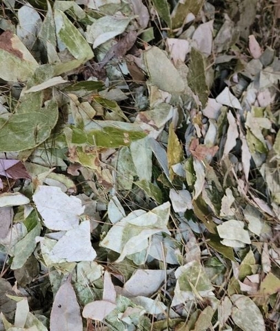 Lá Dâm Dương hoắc khô