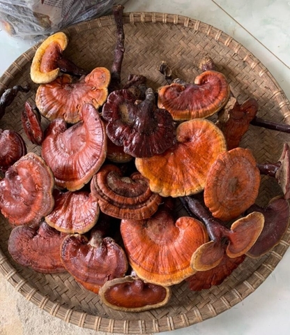 Nấm Lim Xanh rừng tự nhiên