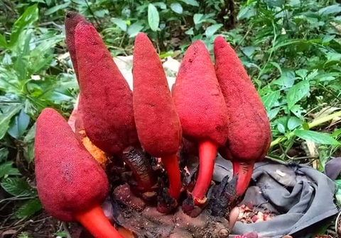 Nấm Ngọc Cẩu tươi