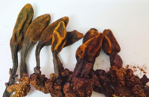 Nấm Ngọc Cẩu Khô loại 1