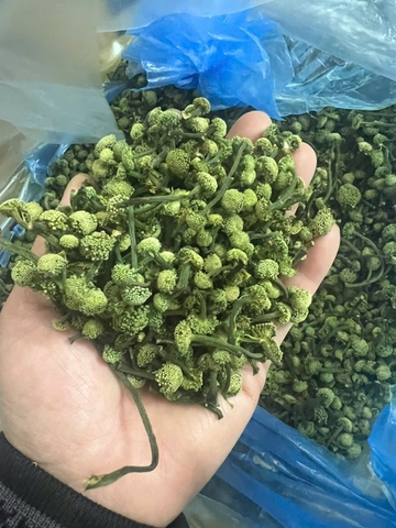 Nụ Hoa Tam Thất khô