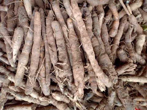 Sâm Cau Đen– Sâm Tiên Mao