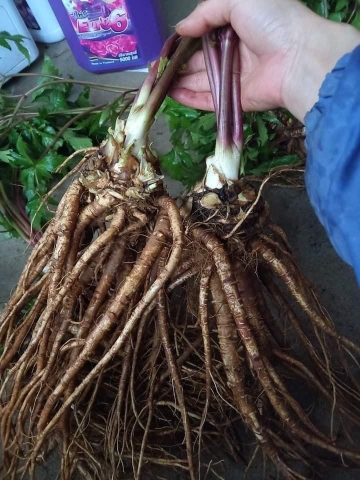 Sâm Đương Quy tươi