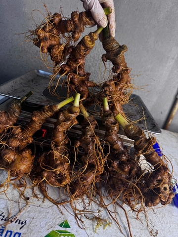 Sâm Ngọc Linh Lai Châu