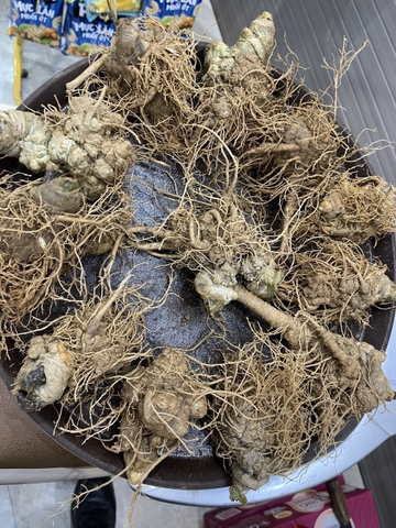 Củ Tam Thất bắc tươi Hà Giang