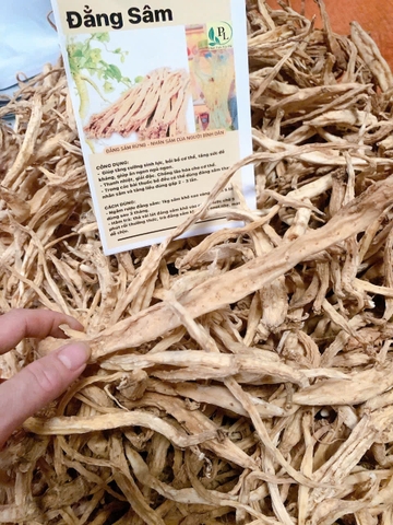 Củ Đẳng Sâm rừng Tây Bắc sấy khô