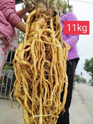 Củ Đinh Lăng nếp lá nhỏ