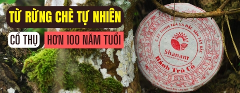 Shan Tuyet Shanam ancient tree tea