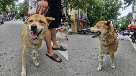Đi lạc hay chỉ là lén trốn nhà đi chơi và để rồi không may bị ô tô va phải, khiến dây chằng khớp háng đứt, khớp gối cũng trật ra