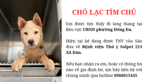Chó lạc tìm chủ khu vực UBND phường Đống Đa