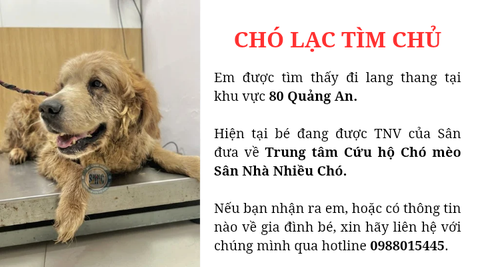 Chó lạc tìm chủ khu vực 80 Quảng An