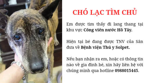 Chó lạc tìm chủ khu vực công viên nước Hồ Tây