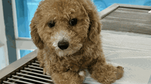 1195 - Em Poodle đi lạc gặp tai nạn gãy chân vào đúng ngày lễ Valentine