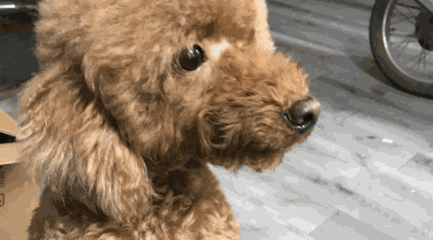 1208 - Poodle bụng đau vì sỏi bàng quang mong ngóng tìm lại gia đình
