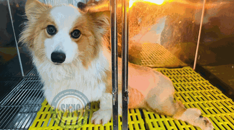 1216 - Bé Corgi bị tông xe 2 lần và cuối cùng chủ bỏ lại tại thú y