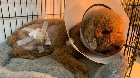 1192 - Bạn Poodle nâu đi lạc gặp tai nạn cần tìm gấp người thân
