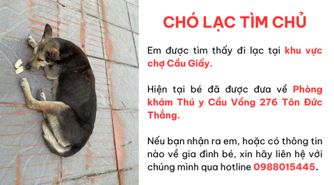 Chó lạc tìm chủ tại khu vực chợ Cầu Giấy
