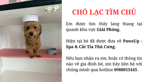 Chó lạc tìm chủ quanh khu vực Giải Phóng