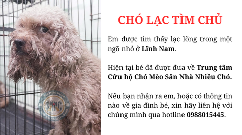Chó lạc tìm chủ tại khu vực Lĩnh Nam