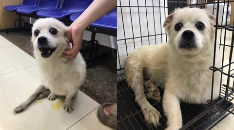 1308 - Hành trình lấy lại đôi chân của em chó Poodle