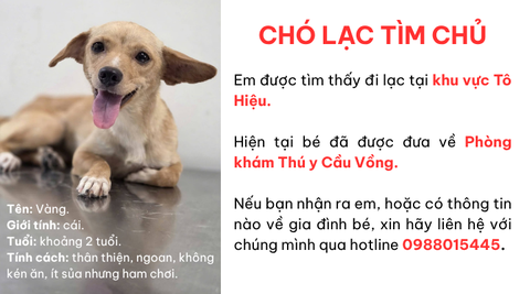 Em chó nhỏ bị thương ướt như chuột lột giữa phố đông người mong tìm lại gia đình hoặc một mái ấm mới cho em