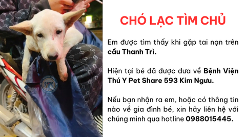 Cún gặp tai nạn trên cầu Thanh Trì, ai là gia đình của bé xin hãy liên hệ với Sân