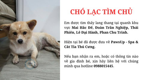 Chó lạc tìm chủ quanh khu vực Mai Hắc Đế, Đoàn Trần Nghiệp, Thái Phiên, Lê Đại Hành, Phan Chu Trinh