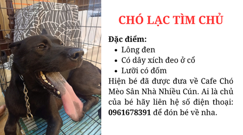 Chó lạc tìm chủ khu vực Đồng Cổ - Tây Hồ