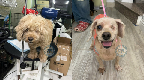 Giữa con phố Hàm Tử Quan tấp nập, người ta bắt gặp một em chó già lạc lõng